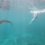 Bali Private Snorkeling (Manta, Gamat, Wall) and Nusa Penida Tour - Who Should Consider This Tour?