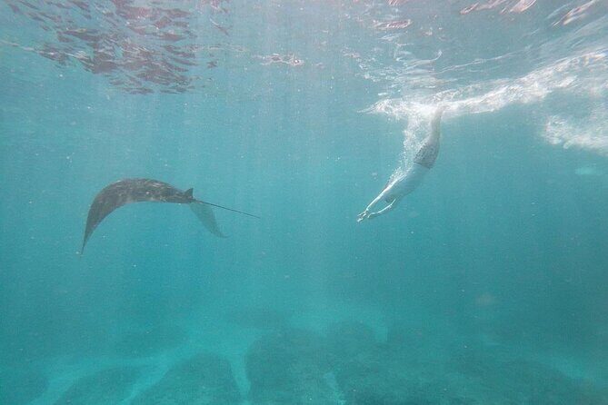 Bali Private Snorkeling (Manta, Gamat, Wall) and Nusa Penida Tour - Who Should Consider This Tour?