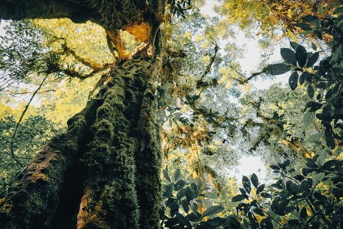 Bali Rainforest Hiking With Canoeing And Waterfall Adventure - Practical Details and Value