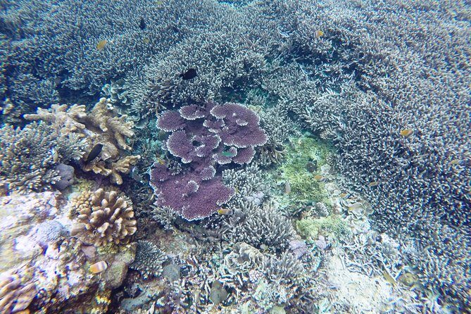 Bali Scuba Diving at Nusa Penida Manta Point For Certified Diver - Who Should Book This Tour?