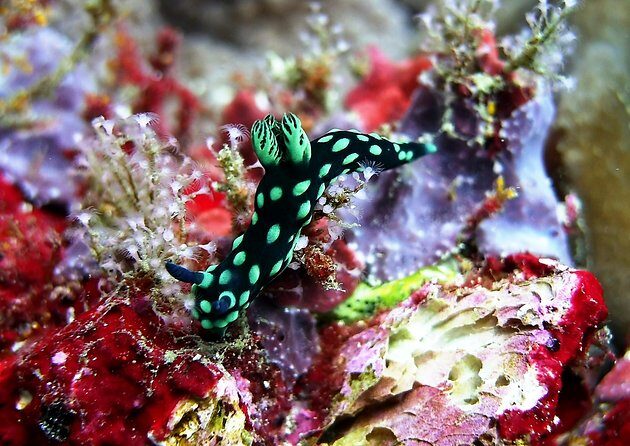 Bali Scuba Diving at Padang Bai for Certified Diver - Detailed Breakdown of the Itinerary