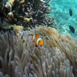 Bali Snorkeling at Blue Lagoon include private transport - Why You’ll Love Snorkeling at Blue Lagoon in Bali