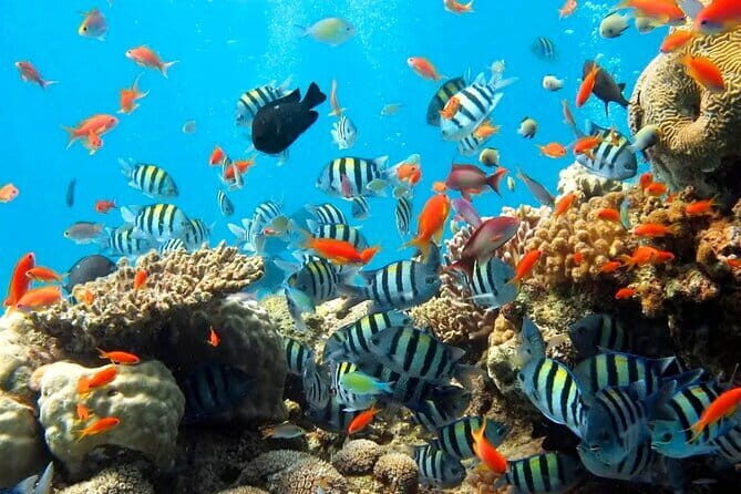 Bali Snorkeling at Blue Lagoon with Private Transfer - Final Thoughts: Why You Should Consider This Tour