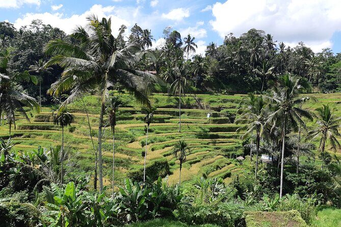 Bali Ubud Full Day All-Inclusive Private Tour  Best Private Tour - Authentic Experiences and Practical Tips