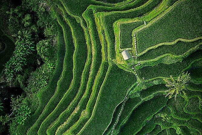 Bali: Ubud Highlights Tour with Private Guide and Transfers - Who Should Consider This Tour?