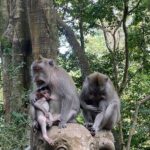 Bali : Ubud Private Tours - A Closer Look at the Itinerary