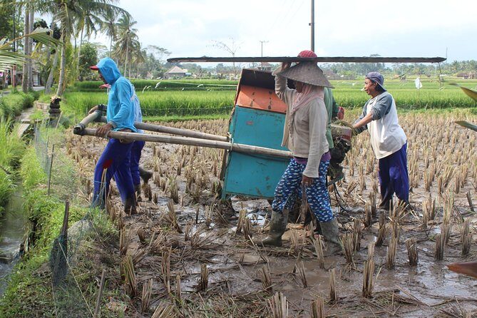 Balinese cooking school (9 Dish Cooking and Market Tour) - A Deep Dive into the Experience
