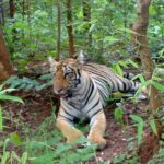 Bandipur Tiger Reserve with Somnathpur Temple Tour - Why We Love This Tour