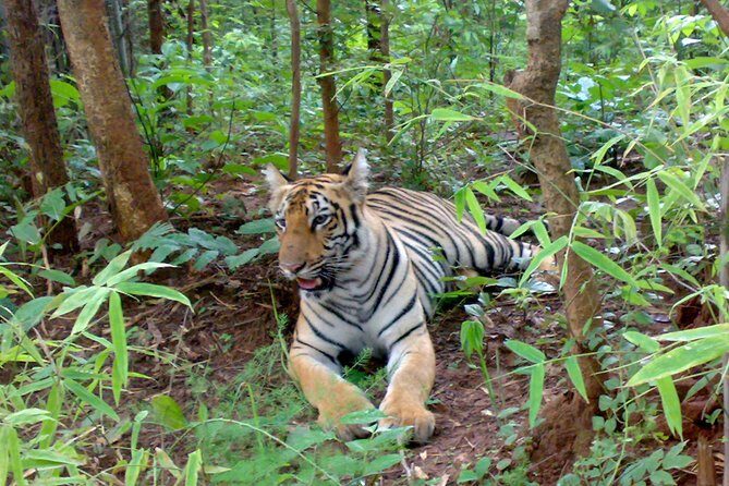 Bandipur Tiger Reserve with Somnathpur Temple Tour - Why We Love This Tour