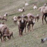 Banff Highlights & Wildlife | Award-Winning Small Group Adventure - FAQ