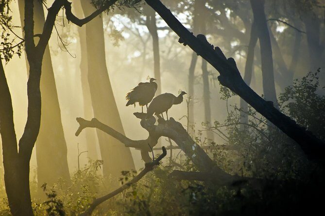 Bangalore to Nagarhole National Park: Wilderness Retreat - Detailed Day-by-Day Breakdown