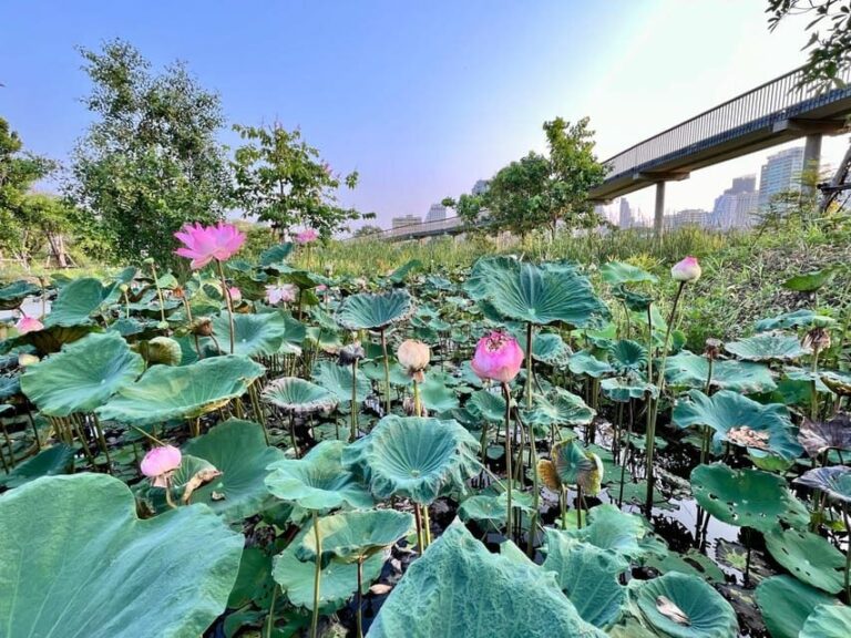 Bangkok Bicycle rental Benjakitti Park - The Bikes and Equipment