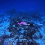 Bantayan Island: Fundive Freediving Excursion - What to Expect on the Day