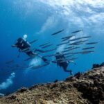Basic Diver ( One Day Experience) - An In-Depth Look at the Basic Diver Experience