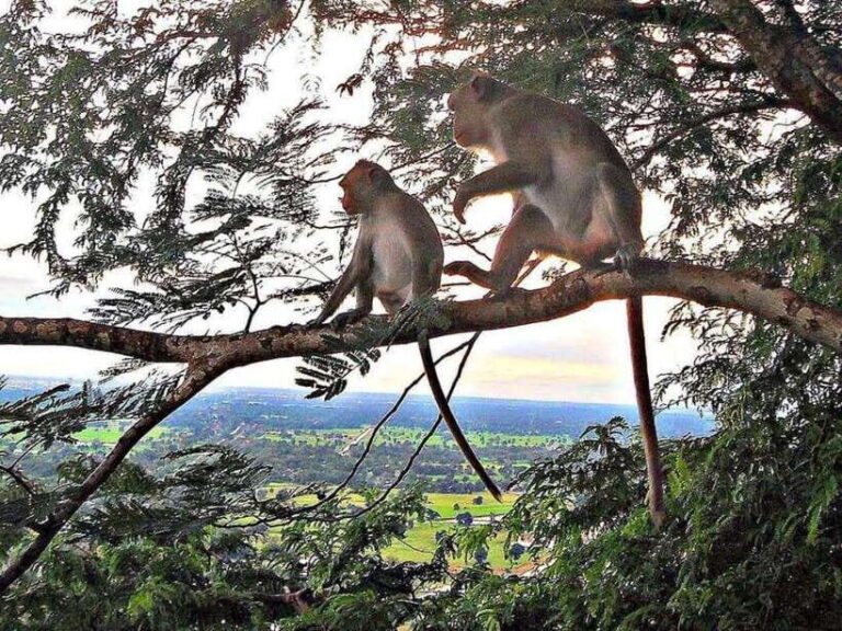 Battambang: Bamboo Train, Bat Cave, Killing Cave by Tuk Tuk - A Closer Look at the Tour Experience