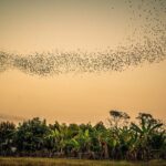 Battambang Tuk Tuk tour: Bambootrain, Killing & Bat Caves,Sunset - What Travelers Love Most