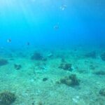 Bavarian Fiesta Snorkel Activity in Glass Bottom Boat at San Miguel de Cozumel - A Deep Dive into the Cozumel Snorkel Tour Experience