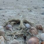 Beach and Shelling Excursion - Public - Practical Details and Group Experience