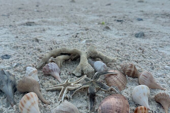 Beach and Shelling Excursion - Public - Practical Details and Group Experience