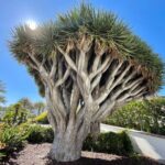 Beach and shopping Tour in San Diego (Private) - Frequently Asked Questions