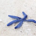 Beachlife & Tidepool Discovery at Desaru Coast Johor |JungleWalla - Exploring Desaru Coast: What to Expect