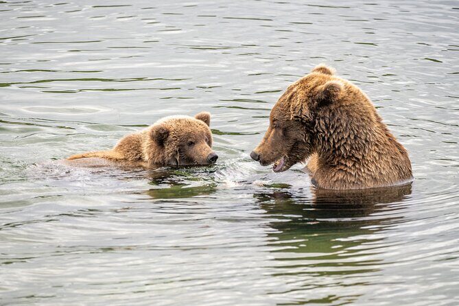 Bear Viewing at Brooks Falls in Katmai National Park - The Sum Up