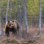 Beartooth Highway Private Half Day Tour - Final Thoughts: Is It Worth It?