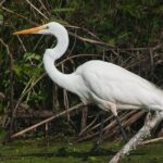 Beaufort Private Dolphin Excursions - FAQ