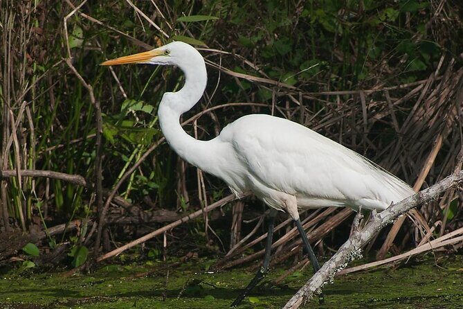 Beaufort Private Dolphin Excursions - FAQ
