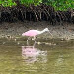 Beginner One Hour Guided Kayaking and SUP Activity - Why Travelers Love This Tour