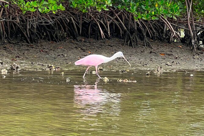 Beginner One Hour Guided Kayaking and SUP Activity - Why Travelers Love This Tour