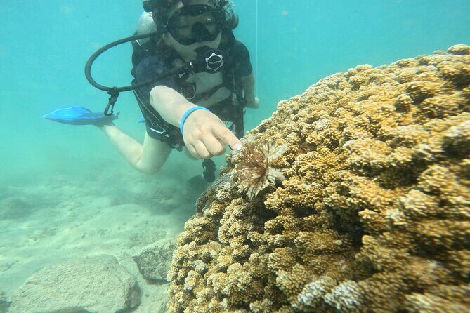 Beginner Scuba Experience with Video Package in Honolulu - What to Expect from Your Honolulu Beginner Scuba Tour