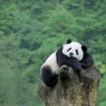 Beijing Private Tour to Beijing Panda House and Mutianyu Great Wall - What Makes This Tour Stand Out?
