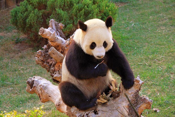 Beijing Private Tour to Temple of Heaven, Panda House and Summer Palace - Who Is This Tour Best For?