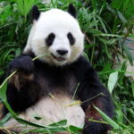 Beijing: Summer Palace and Panda House Guided Tour - Who is this tour best suited for?
