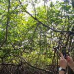 Bentota beach, River Mangroves lagoon, Wildlife Tour - Final Thoughts