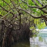 Bentota River Safari -Ahungalla/Bentota/Aluthgama/Kosgoda - Who This Tour Is Best For