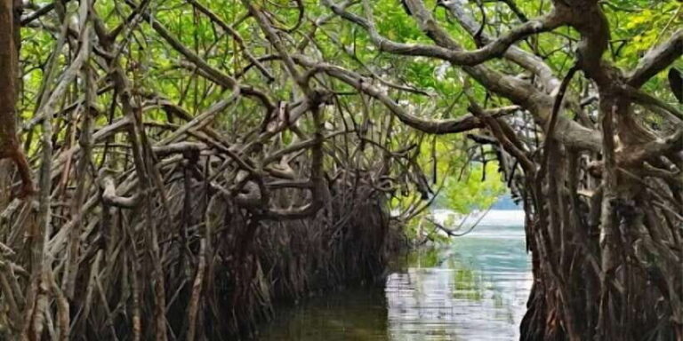 Bentota River Safari -Ahungalla/Bentota/Aluthgama/Kosgoda - Who This Tour Is Best For