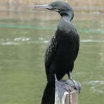 Bentota: River Safari with Hotel Pickup and Drop-Off - Who Should Consider This Tour?