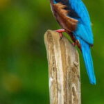 Bentota: swampboat Ride Through Mangrove Forest - An In-Depth Look at the Bentota Mangrove Boat Tour