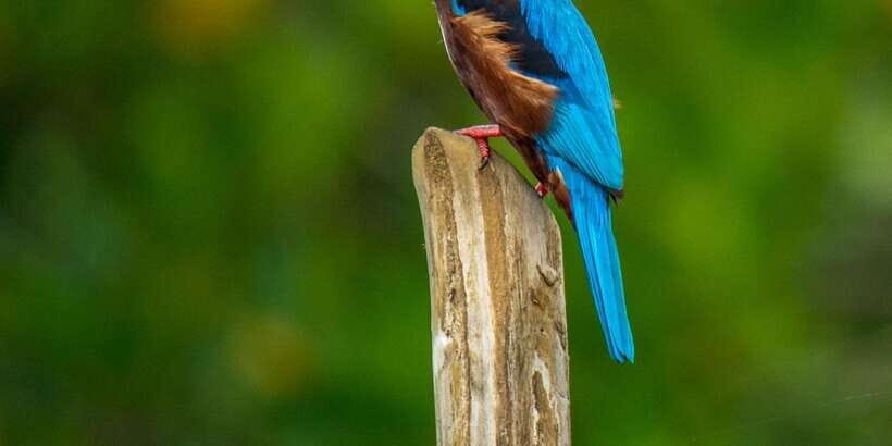 Bentota: swampboat Ride Through Mangrove Forest - An In-Depth Look at the Bentota Mangrove Boat Tour