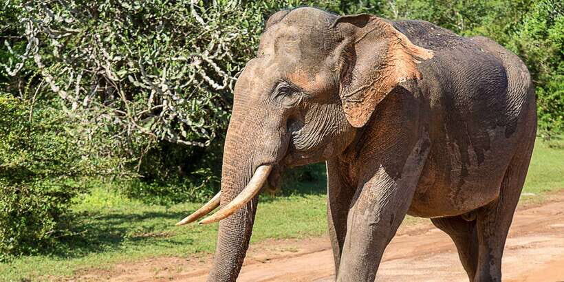 Bentota: Yala National Park Safari Jeep Tour in a 4x4 - An In-Depth Look at the Safari Experience