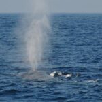 Bespoke Whale Watching Cruise to witness finned giants  Mirissa - Frequently Asked Questions