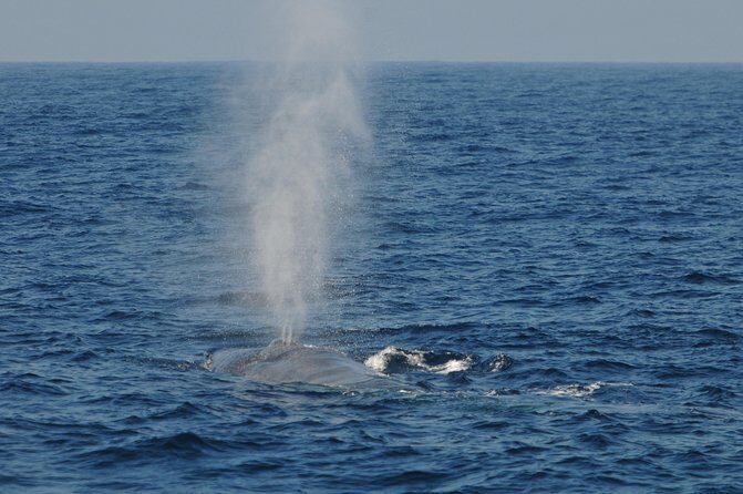Bespoke Whale Watching Cruise to witness finned giants  Mirissa - Frequently Asked Questions
