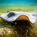 Best half-day snorkel tour: visit Kaan Luum, Yalku & Cenote - FAQs