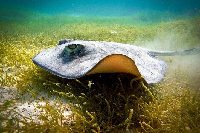 Best half-day snorkel tour: visit Kaan Luum, Yalku & Cenote - FAQs