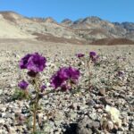 Best of Death Valley Small Group Day Tour from Las Vegas - FAQs