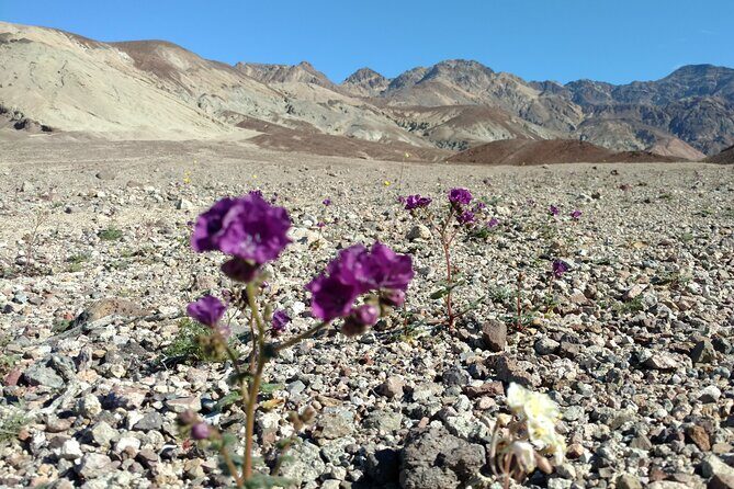 Best of Death Valley Small Group Day Tour from Las Vegas - FAQs