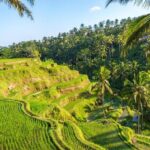 Best of Ubud: Rice Terrace, Temple and Waterfall Private Tour - A Deep Dive into the Ubud Highlights