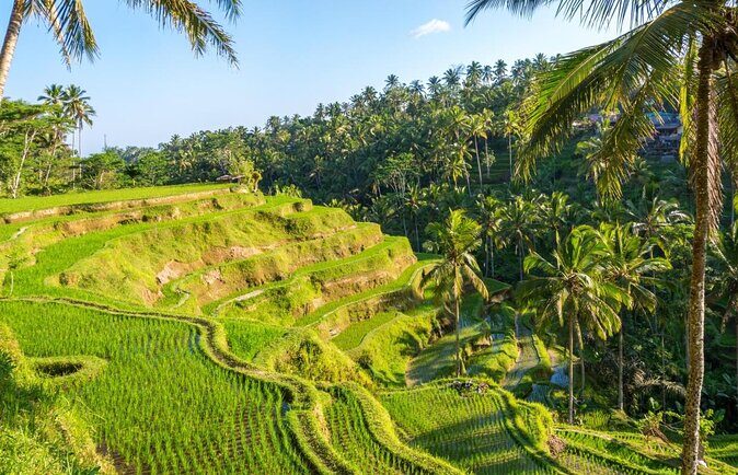 Best of Ubud: Rice Terrace, Temple and Waterfall Private Tour - A Deep Dive into the Ubud Highlights